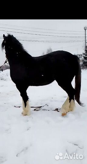 Навоз конский в мешках