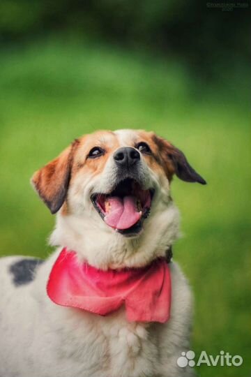 Собака в добрые руки