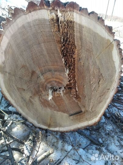 Спилы из дуба
