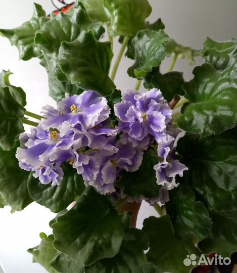 Сортовые фиалки (срез)