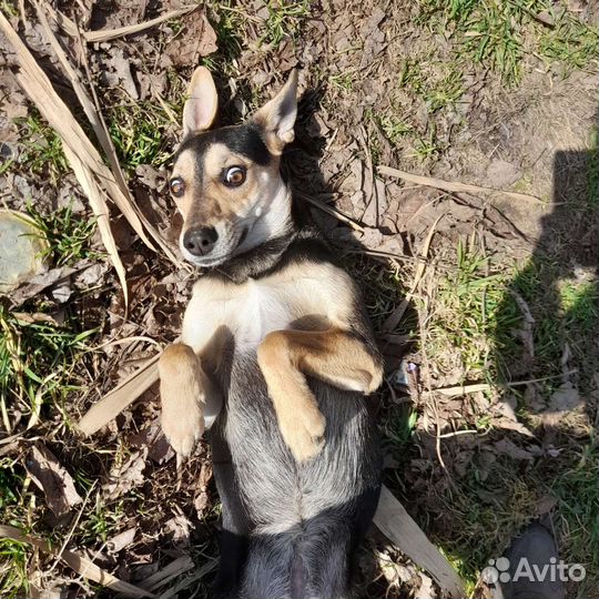 Собака в добрые руки