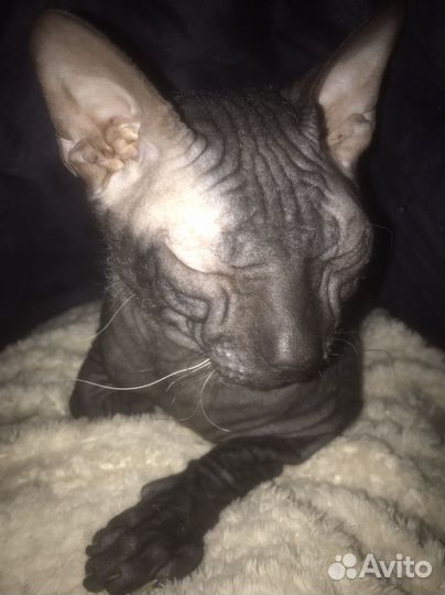 Вязка кошек сфинкс
