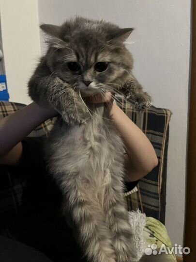 Кошка в дар