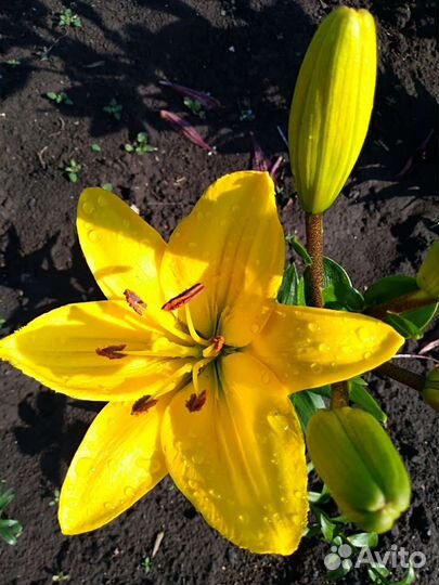 Лилии многолетние