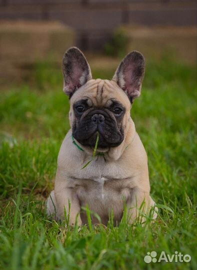 Шикарный мальчик французик