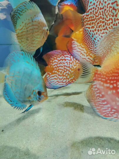 Дискусы леопарды, туркисы, пиджены