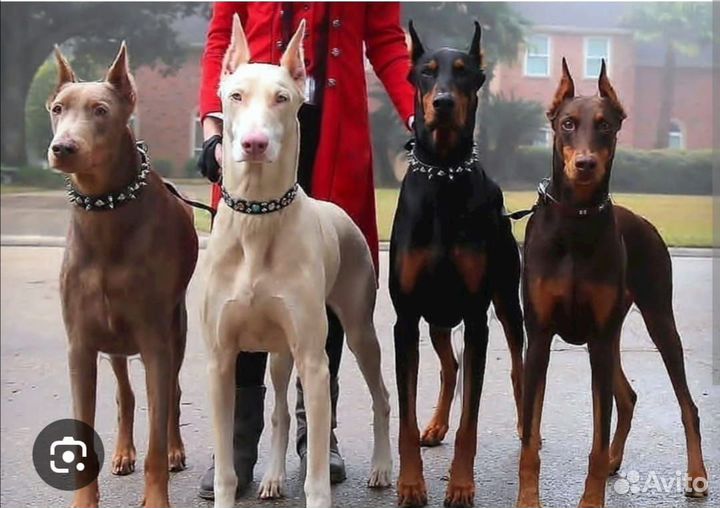Щенки Добермана