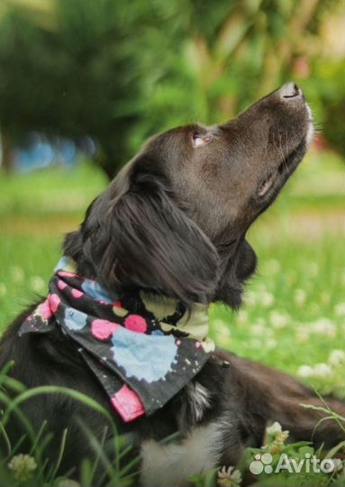 Собака в добрые руки