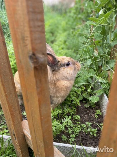 Кролик для спаривания. Вязки (Сам кролик не продае