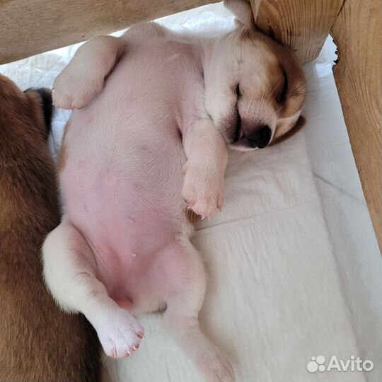 Джек Рассел терьер девочка