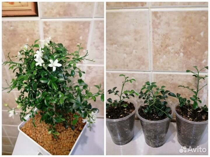 Комнатные растения, редкие и не очень