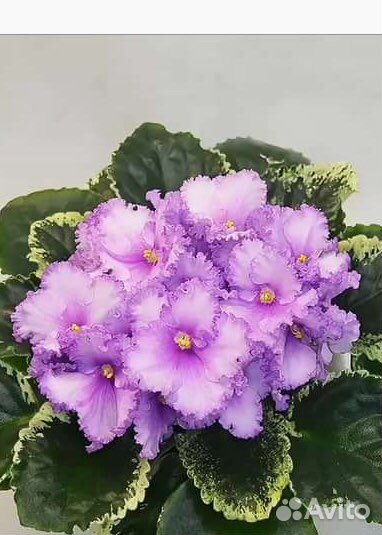 Набор фиалок