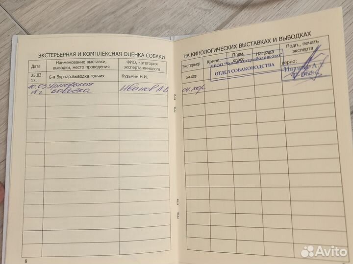 Выжлец русская гончая