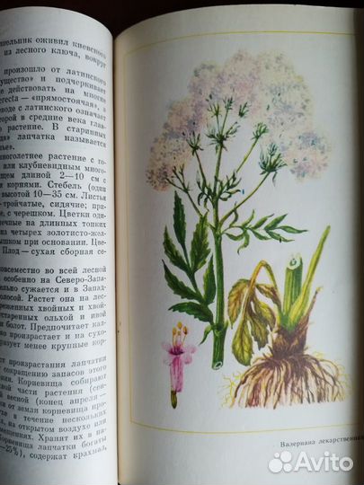 Книги для дачников