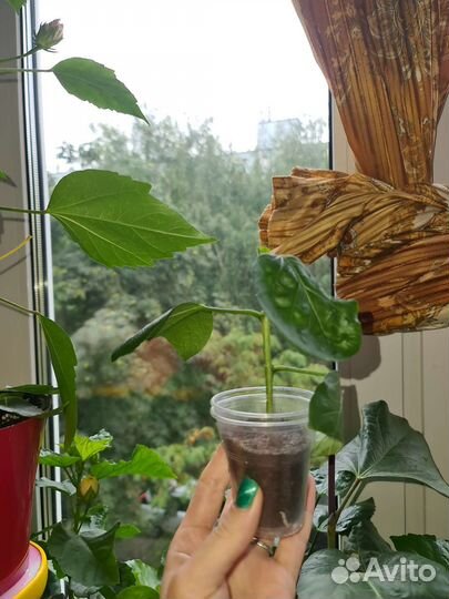 Сортовые гибискусы 2