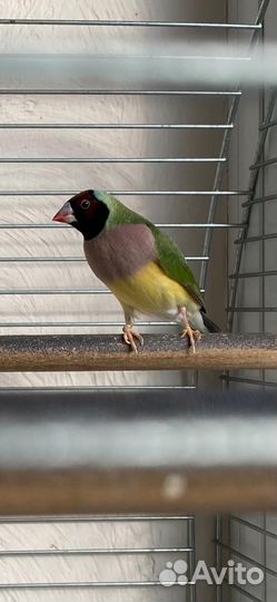 Амадины гульда