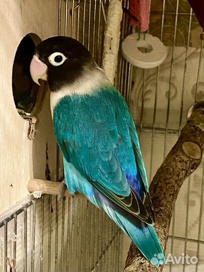 Попугай масковый неразлучник редкого цвета