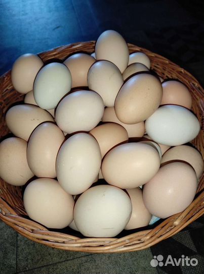 Инкубационное яйцо кур цыплята