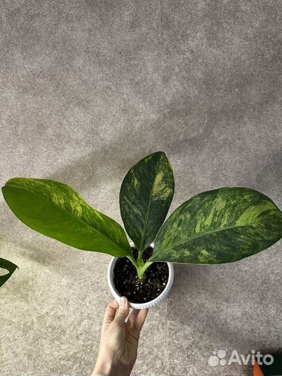 Диффенбахия елоу