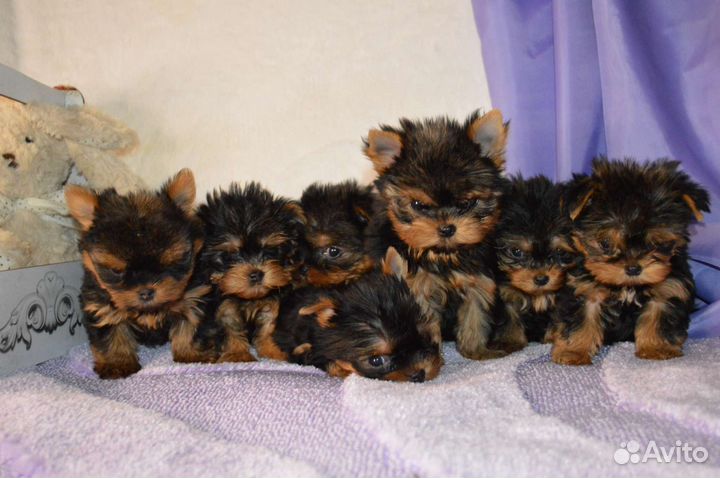 Щенки йоркширского терьера