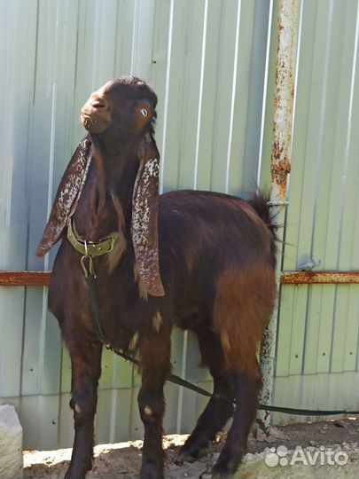 Козел для вязки