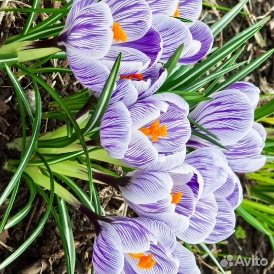 Крокус Пиквик (луковицы)