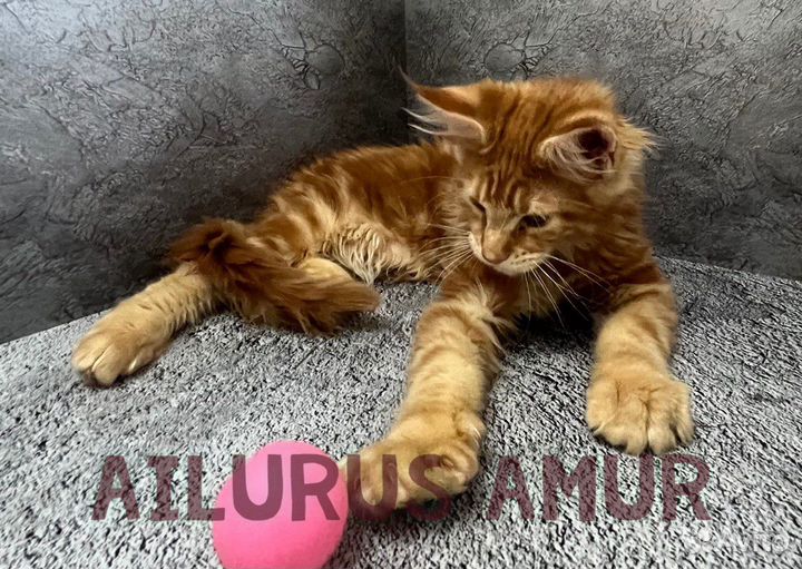 Котята мейн-кун