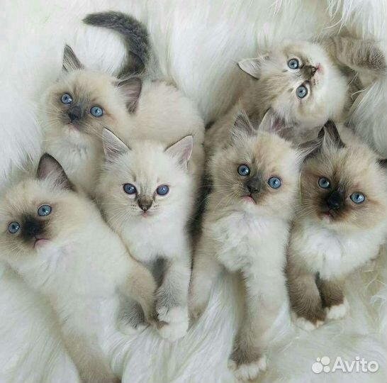 Котята в дар