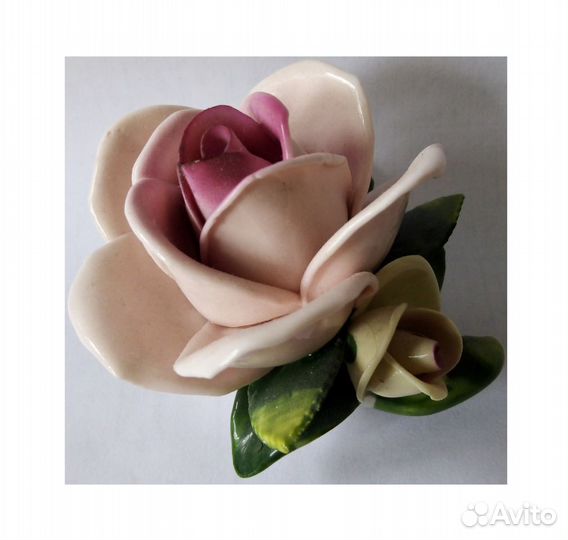 Роза фарфоровая Rudolf Kammer