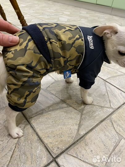 Одежда для маленьких собак