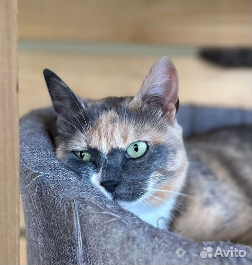 Кошка Шелли