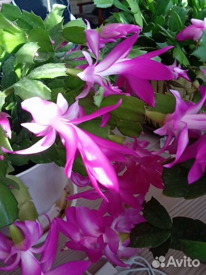 Цветы Шлюнбергер Декабрист