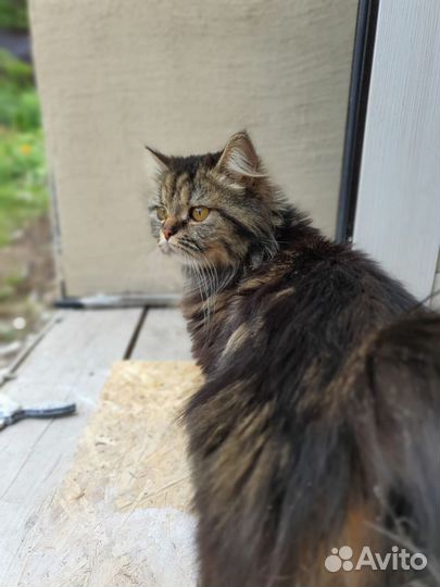 Кошка в дар