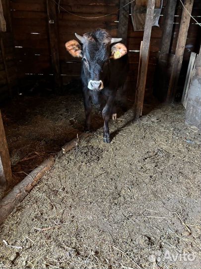 Джерси Телка