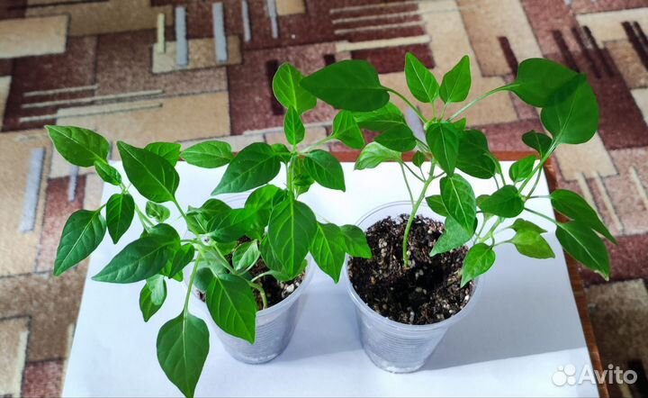 Хлорофитум