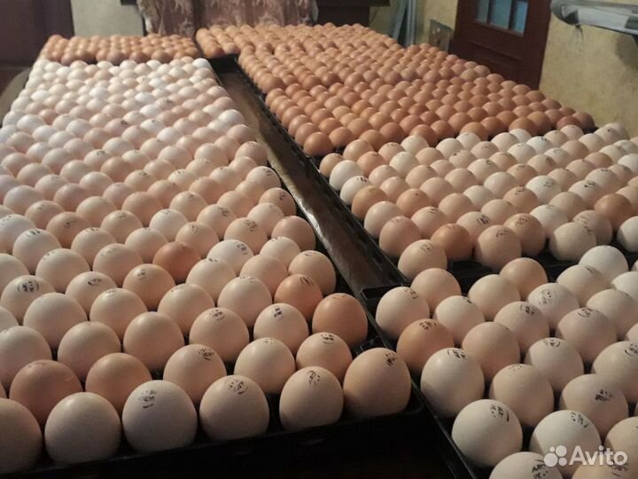 Инкубационное яйцо Европа, Россия. Доставка