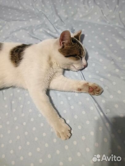 Кошечка в добрые руки