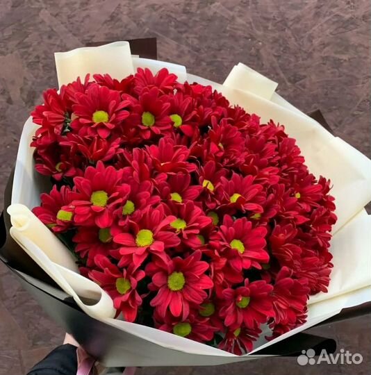 Хризантема кустовая