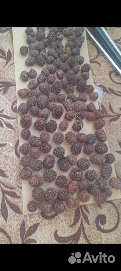 Орех кедровый