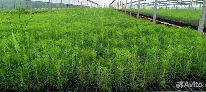 Сеянцы сосны обыкновенной зкс