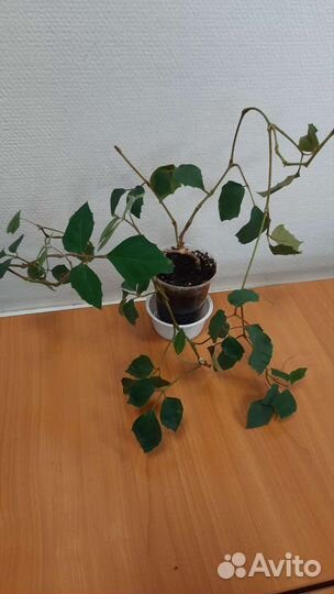 Декабрист, Роициссус, Клеродендрон, Каланхое