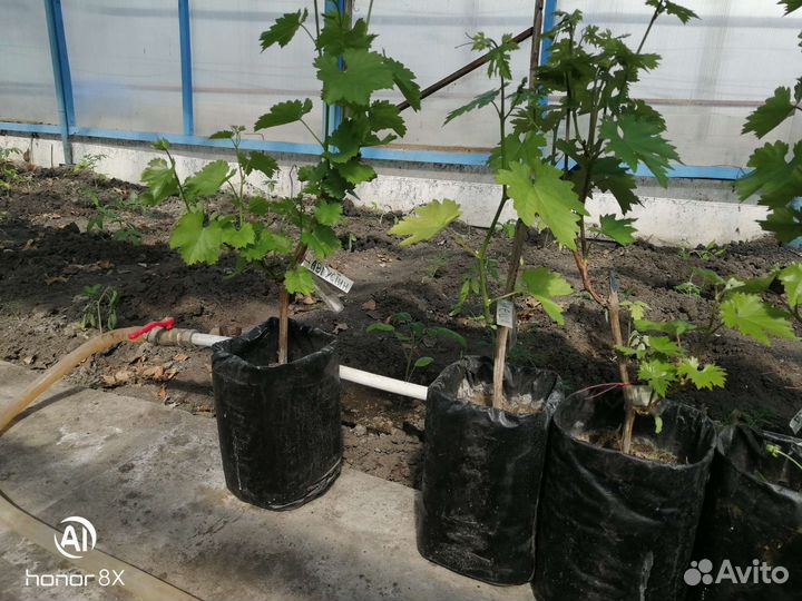 Саженцы винограда