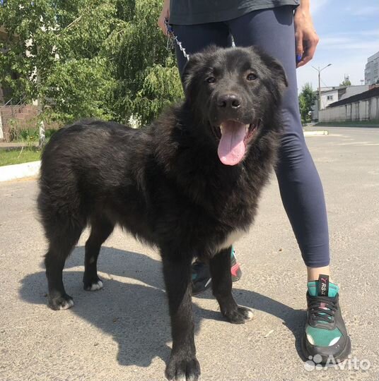 Шикарный пес в добрые руки