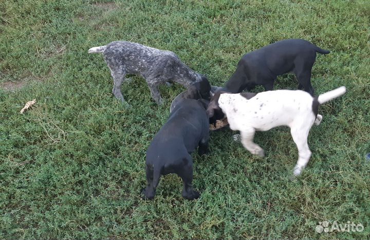 Щенки курцхаара от рабочей собаки