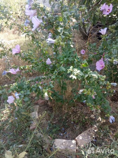 Гибискус розовый