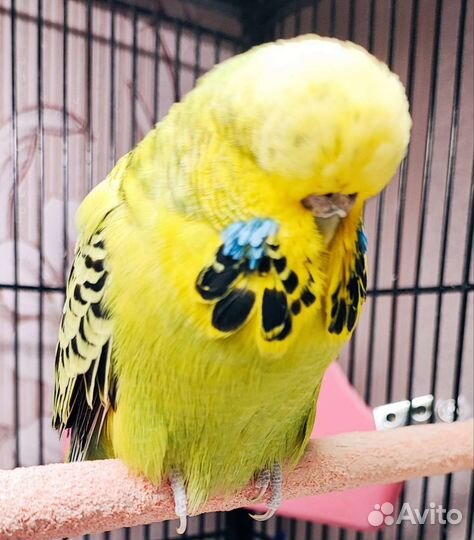 Мододые птенцы и взрослые ввп Чехи на гнездо