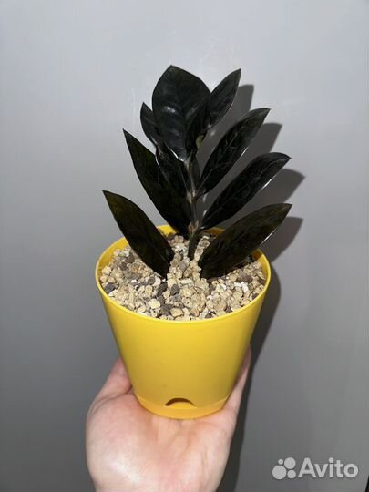 Замиокулькас черный ворон равен Raven Black