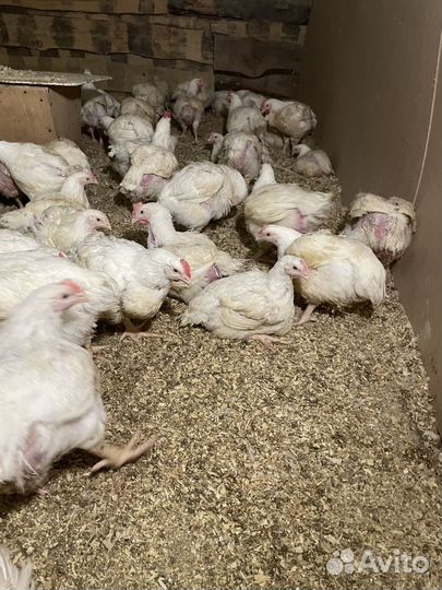 Домашняя пьица