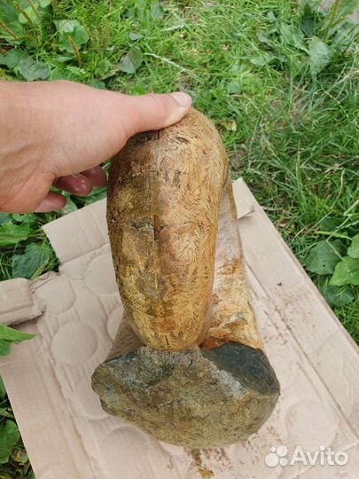 Окаменелости аммониты