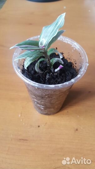 Традесканция